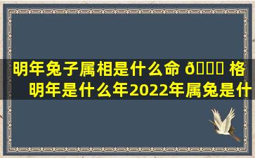 明年兔子属相是什么命 🐛 格（明年是什么年2022年属兔是什么命）